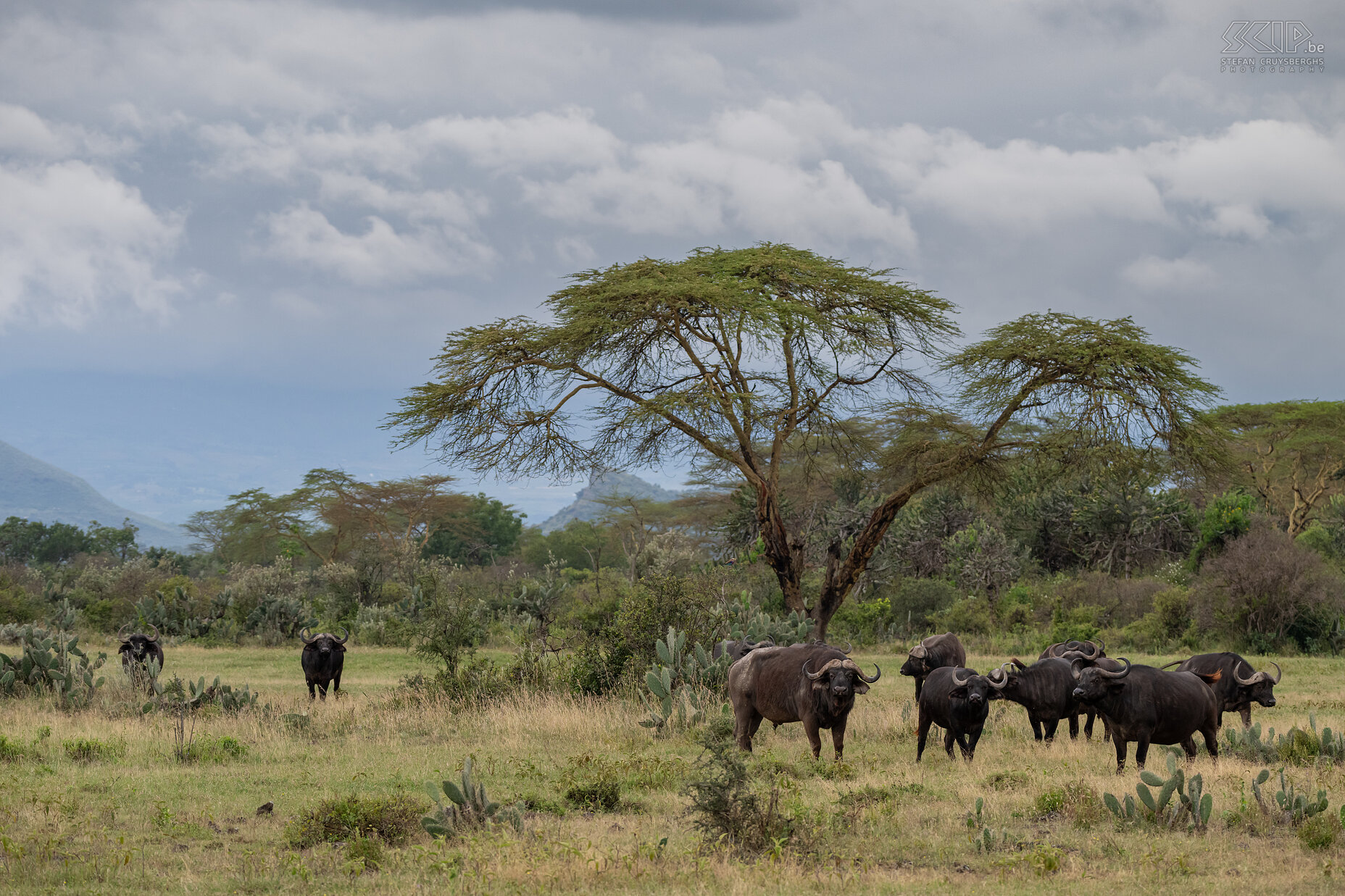 Soysambu - African buffalos The African buffalo is the largest hollow-horned ungulate in Africa. They can weigh up to 850kg. These majestic creatures form sizable herds, thriving in both savannahs and forests. It is also one of the big five species. The buffalo is the favorite prey for lions.  We were able to spot large herds of buffalos in Soysambu Conservancy near Lake Elementaita. Stefan Cruysberghs